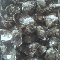 Huitres fraiches à griller